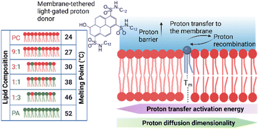 Graphical abstract: The role of lipid phase and temperature in proton barrier and proton migration on biological membranes