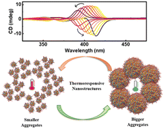 Graphical abstract: Intrinsically chiral thermoresponsive assemblies from achiral clusters: enhanced luminescence and optical activity through tailor-made chiral additives