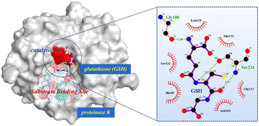 Graphical abstract: Probing the binding mode and interactions of proteinase K and glutathione: molecular simulation and experiments