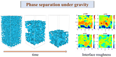 Graphical abstract: Kinetics of vapor–liquid and vapor–solid phase separation under gravity