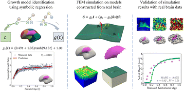 Graphical abstract: Role of data-driven regional growth model in shaping brain folding patterns
