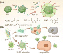 Graphical abstract: Peptide-functionalized nanocapsules for targeted inhibition of β2-microglobulin amyloid aggregation