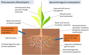 Graphical abstract: Management of phyto-parasitic nematodes using bacteria and fungi and their consortia as biocontrol agents