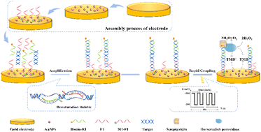 Graphical abstract: An electrochemical DNA biosensor based on denatured vesicle-mediated chain exchange amplification combined with electric field-assistance for nucleic acid detection