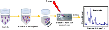 Graphical abstract: Simultaneous detection and differentiation of common foodborne pathogens using tri-metallic magnetic microspheres as an aluminium foil based SERS substrate