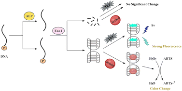 Graphical abstract: A dual-mode detection strategy for alkaline phosphatase activity based on dimeric G-quadruplex