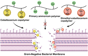 Graphical abstract: Antimicrobial cobaltocenium copolymers: tuning amphiphilicity against NDM-1 bacteria