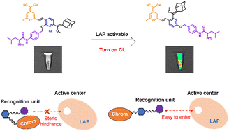 Graphical abstract: Near-infrared chemiluminescent probes for monitoring leucine aminopeptidase activity
