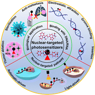 Graphical abstract: The next Frontier of photodynamic therapy: nuclear-targeted small-molecule photosensitizers for precise tumor cell elimination