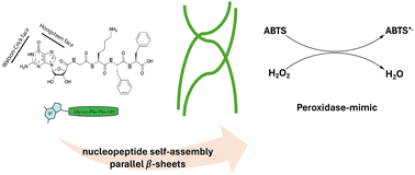 Graphical abstract: A guanosine-containing nucleopeptide self-assembles at the Hoogsteen face to act as a peroxidase mimetic