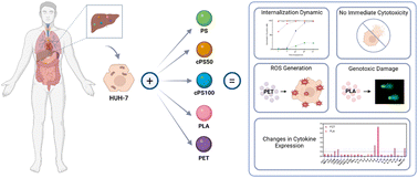 Graphical abstract: Exploring the impact of nanoplastics on human hepatic cells: dynamics of internalization and harmful effects in HuH-7 cells