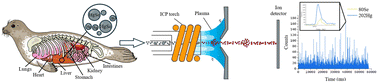 Graphical abstract: Extraction, quantification and characterization of mercury and selenium containing nanoparticles in seal livers using single particle inductively coupled plasma time of flight mass spectrometry (spICP-ToF-MS)