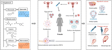 Graphical abstract: Effect of polyphenol intake and assisted reproductive outcomes in the female population: a systematic review