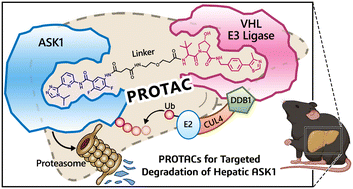 Graphical abstract: Rational design and discovery of potent PROTAC degraders of ASK1: a targeted therapy in MASH
