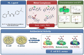 Graphical abstract: Spectroscopic, computational, and biological activity studies of bivalent metal complexes of (E)-N′-(4-(dimethylamino)benzylidene) isonicotinohydrazide