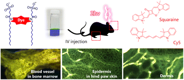 Graphical abstract: Bright and water-dispersible membrane probes enable visualization of cellular morphologies and dynamics in light-scattering tissues of living mice