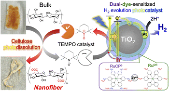 Graphical abstract: Photocatalytic dissolution of cellulose for hydrogen and nanofiber production: unveiling crucial factors via experiments and informatics