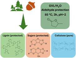 Graphical abstract: Complete biodiverse lignocellulosic biomass fractionation process using the green solvent γ-valerolactone