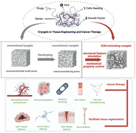 Graphical abstract: Extracellular matrix-mimicking cryogels in tissue engineering and cancer therapy: from structural design to translational applications abstract