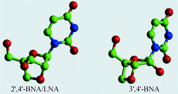 Graphical abstract: BNAs: novel nucleic acid analogs with a bridged sugar moiety