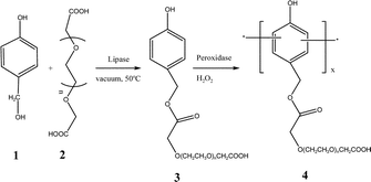 Graphical abstract: “Green”-enzymatic synthesis of pegylated phenolic macromer and polymer