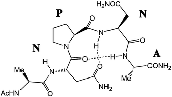 Graphical abstract: Crystal structure of an NPNA-repeat motif from the circumsporozoite protein of the malaria parasite Plasmodium falciparum