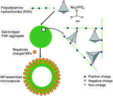 Graphical abstract: Synthesis of nanoparticle-assembled tin oxide/polymer microcapsules