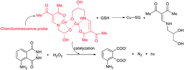 Graphical abstract: A dicopper complex chemiluminescence probe for the determination of thiols in the extracts of murine P388 lymphocytic leukemia cell