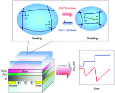 Graphical abstract: Electrical visualization of chemo-mechanical signal transduction using a smart gel-modified gate field effect transistor