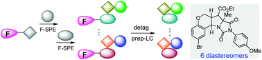 Graphical abstract: Fluorous diastereomeric mixture synthesis (FDMS) of hydantoin-fused hexahydrochromeno[4,3-b]pyrroles