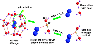 Graphical abstract: Direct observation of atomic hydrogen generated from the water framework of clathrate hydrates