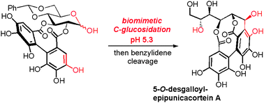 Graphical abstract: First and biomimetic total synthesis of a member of the C-glucosidic subclass of ellagitannins, 5-O-desgalloylepipunicacortein A