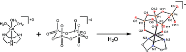 Graphical abstract: Cyclophosphates as ligands for cobalt(iii) in water