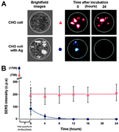 Graphical abstract: Investigation of the stability of labelled nanoparticles for SE(R)RS measurements in cells