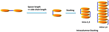 Graphical abstract: Enforced liquid crystalline properties of dibenzo[a,c]phenazine dimer and self assembly