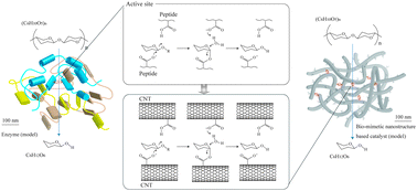 Graphical abstract: A carbon nanotube structured biomimetic catalyst for polysaccharide degradation
