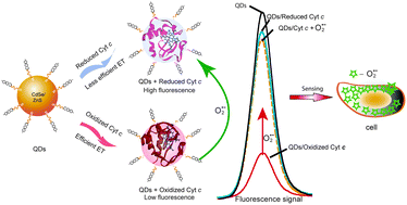 Graphical abstract: CdSe/ZnS quantum dot–Cytochrome c bioconjugates for selective intracellular O2˙− sensing