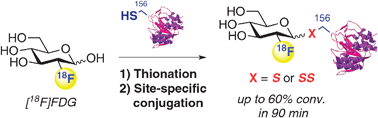 Graphical abstract: Direct radiolabelling of proteins at cysteine using [18F]-fluorosugars