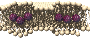 Graphical abstract: Location of [60]fullerene incorporation in lipid membranes