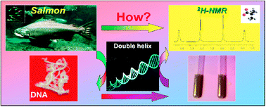 Graphical abstract: Exploring the spectral enantiodiscrimination potential of a DNA-based orienting medium using deuterium NMR spectroscopy