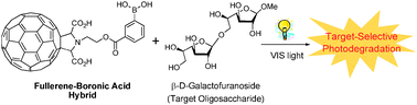 Graphical abstract: Target-selective photodegradation of oligosaccharides by a fullerene–boronic acid hybrid upon visible light irradiation