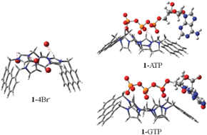 Graphical abstract: A highly selective fluorescent chemosensor for guanosine-5′-triphosphatevia excimer formation in aqueous solution of physiological pH