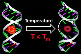 Graphical abstract: Ultrafast molecular rotor: an efficient sensor for premelting of natural DNA