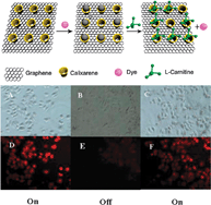 Graphical abstract: p-Sulfonated calix[6]arene modified graphene as a ‘turn on’ fluorescent probe for l-carnitine in living cells
