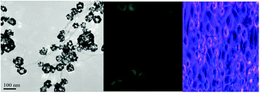 Graphical abstract: A gold nanocage–CNT hybrid for targeted imaging and photothermal destruction of cancer cells