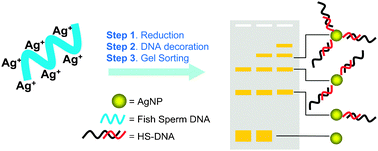 Graphical abstract: Silver nanoparticle–DNA bionanoconjugates bearing a discrete number of DNA ligands