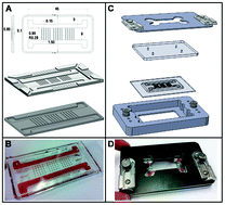 Graphical abstract: Microfluidic bioreactor for dynamic regulation of early mesodermal commitment in human pluripotent stem cells