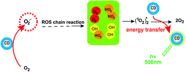 Graphical abstract: Production of superoxide anion radicals as evidence for carbon nanodots acting as electron donors by the chemiluminescence method