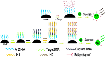 Graphical abstract: An ultrasensitive biosensor for DNA detection based on hybridization chain reaction coupled with the efficient quenching of a ruthenium complex to CdTe quantum dots