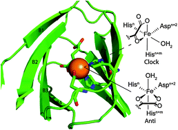Graphical abstract: Imposing function down a (cupin)-barrel: secondary structure and metal stereochemistry in the αKG-dependent oxygenases